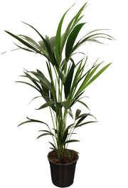 Howea Forsteriana (Kentia) - Ø21cm - ↕100cm