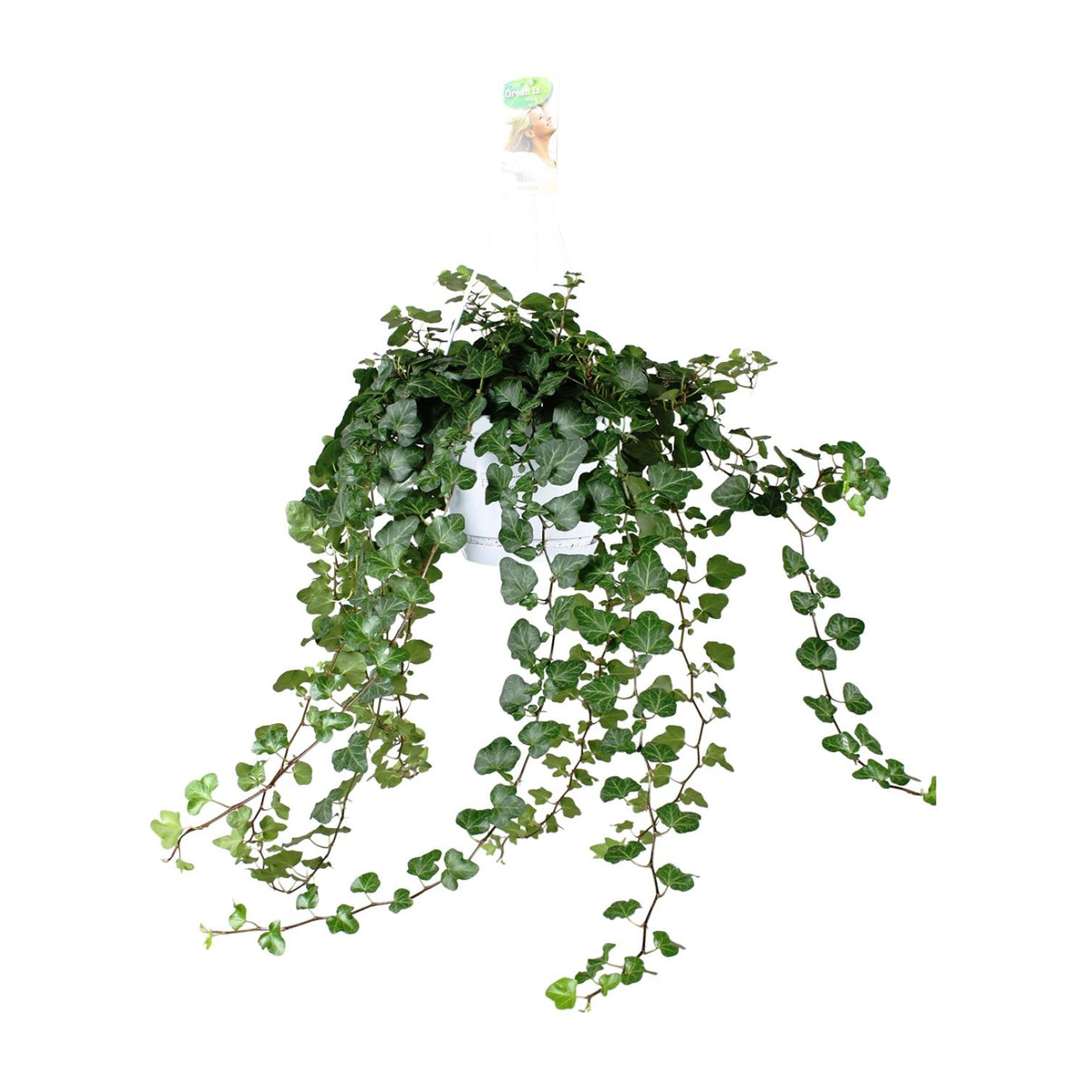 Hedera helix 'Wonder Green' - Ø17 - ↕50cm