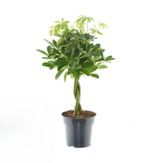 Schefflera compacta 'Nora' - Ø17cm - ↕60cm
