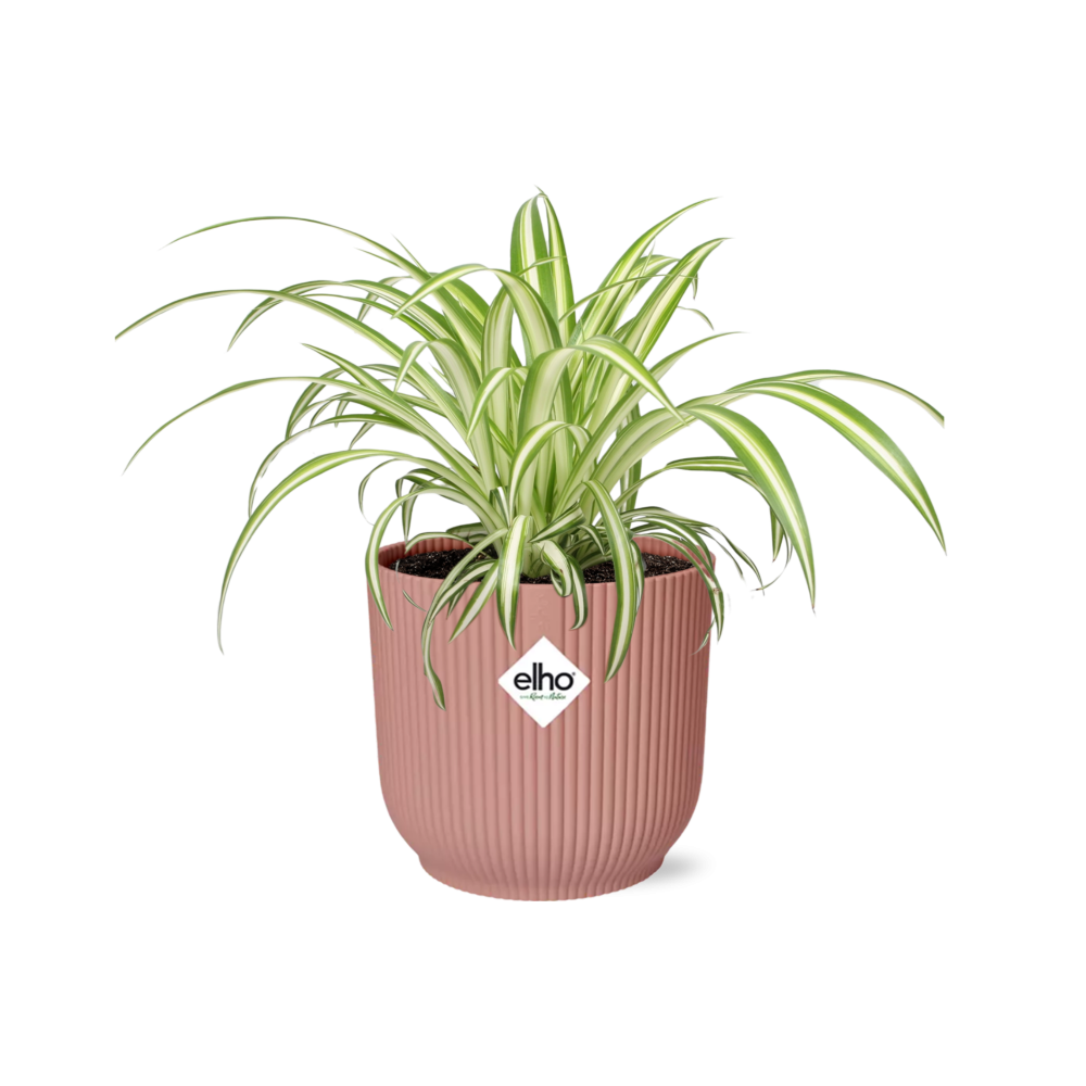 Chlorophytum comosum variegatum in Vaso ELHO Vibes Fold, Rosa, Ø14cm - ↕15cm