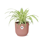 Load image into Gallery viewer, Chlorophytum comosum variegatum in ELHO Vibes Fold Pot, Pink, Ø14cm - ↕15cm