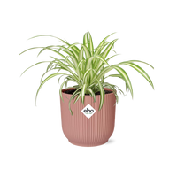 Chlorophytum comosum variegatum in Vaso ELHO Vibes Fold, Rosa, Ø14cm - ↕15cm
