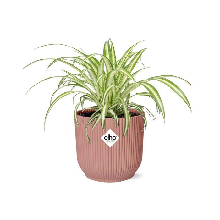 Chlorophytum comosum variegatum in Vaso ELHO Vibes Fold, Rosa, Ø14cm - ↕15cm