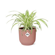 Chlorophytum comosum variegatum in ELHO Vibes Fold Pot, Pink, Ø14cm - ↕15cm