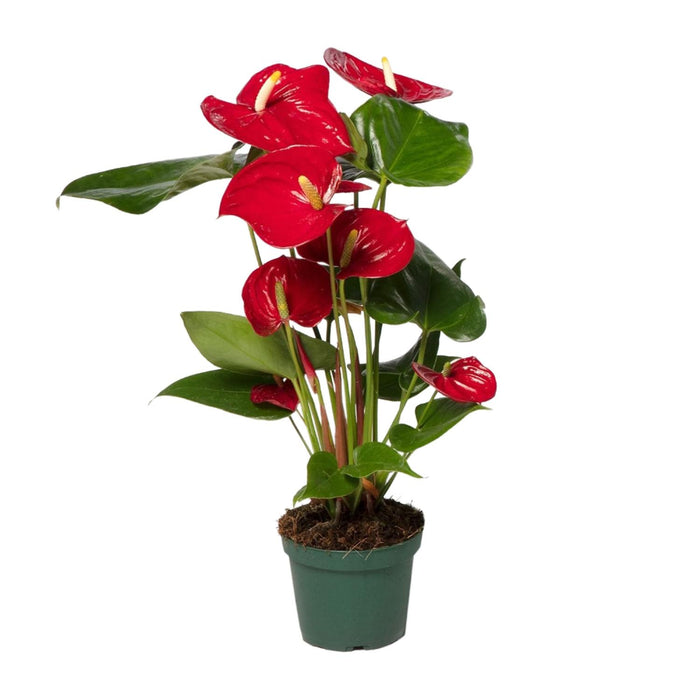 Anthurium andraeanum Red - Ø12cm - ↕35cm