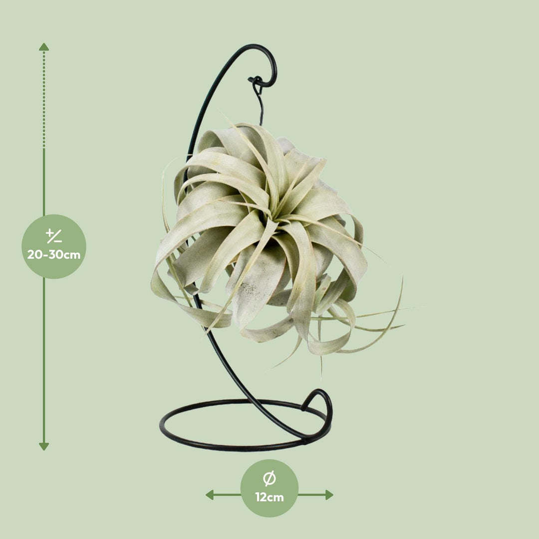 Tillandsia 'King Xero' - Ø12cm - ↕23cm