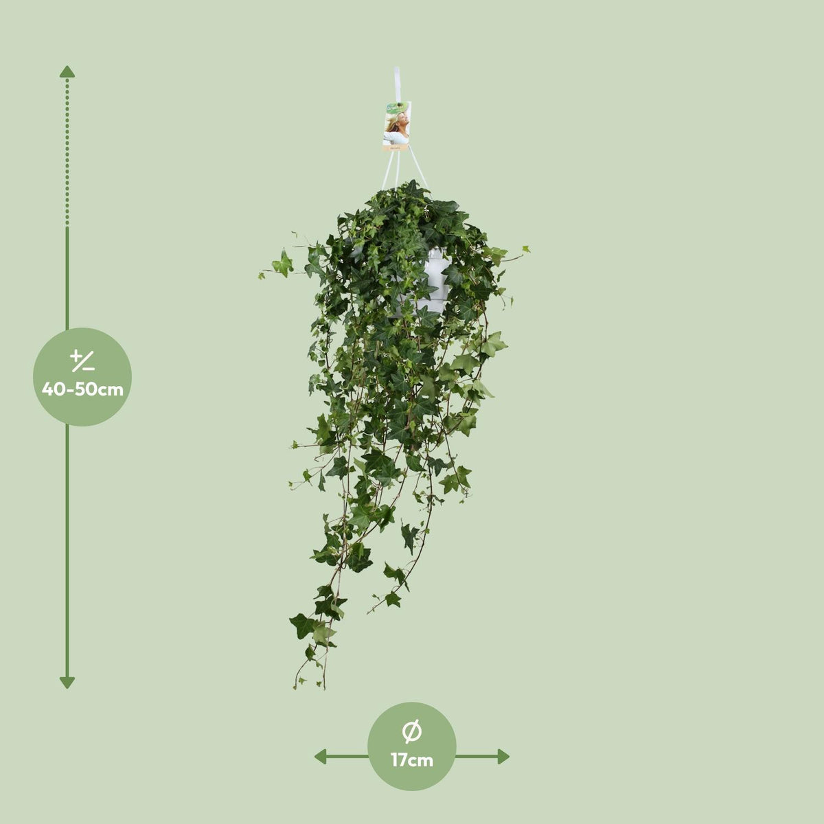 Hedera helix 'Pitsburg' - Ø17cm - ↕45cm