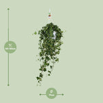 Load image into Gallery viewer, Hedera helix 'Pitsburg' - Ø17cm - ↕45cm