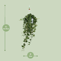 Hedera helix 'Pitsburg' - Ø17cm - ↕45cm