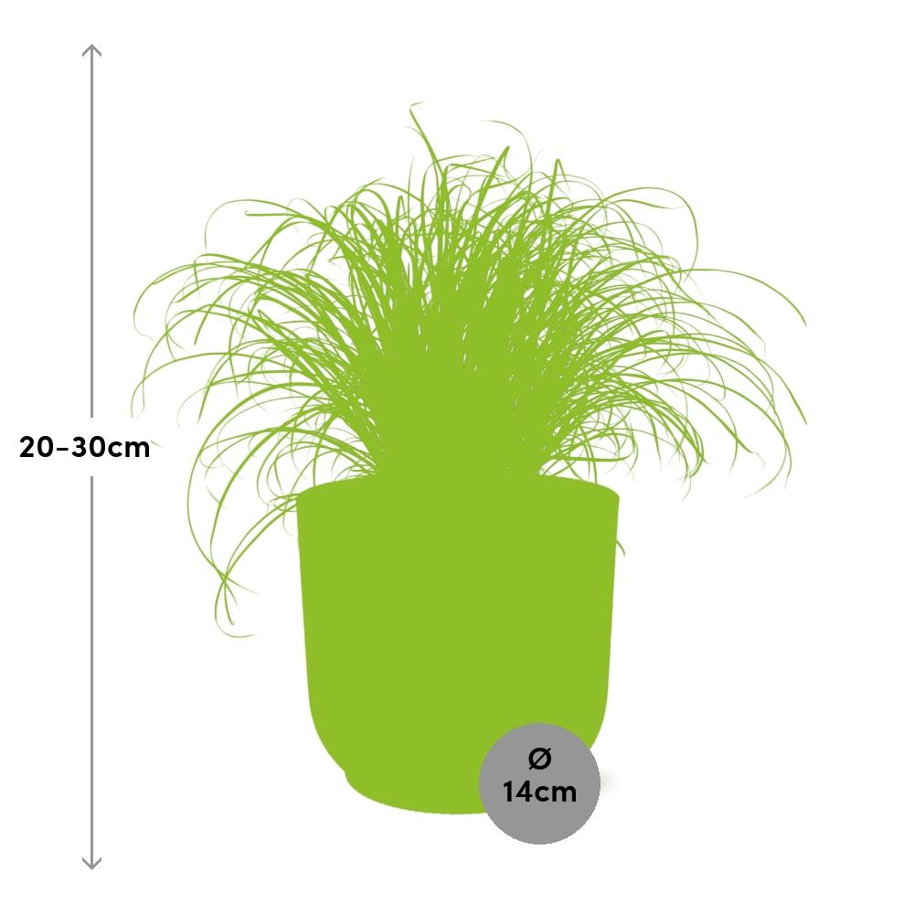 Cyperus alternifolius 'Zumula' in vaso ELHO Vibes Fold, Giallo, Ø14cm ↕25cm