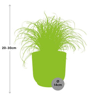 Cyperus alternifolius 'Zumula' in vaso ELHO Vibes Fold, Giallo, Ø14cm ↕25cm