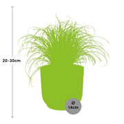 Cyperus alternifolius 'Zumula' in ELHO Vibes Fold, Yellow, Ø14cm ↕25cm