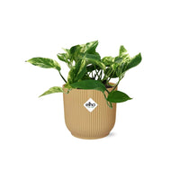 Epipremnum (Scindapsus) pinnatum 'Marble Queen' in ELHO Vibes Fold, Yellow, Ø14cm ↕15cm