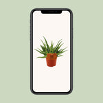 Load image into Gallery viewer, Aloe 'Spider' - Ø10,5cm - ↕15cm