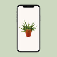 Aloe 'Spider' - Ø10,5cm - ↕15cm