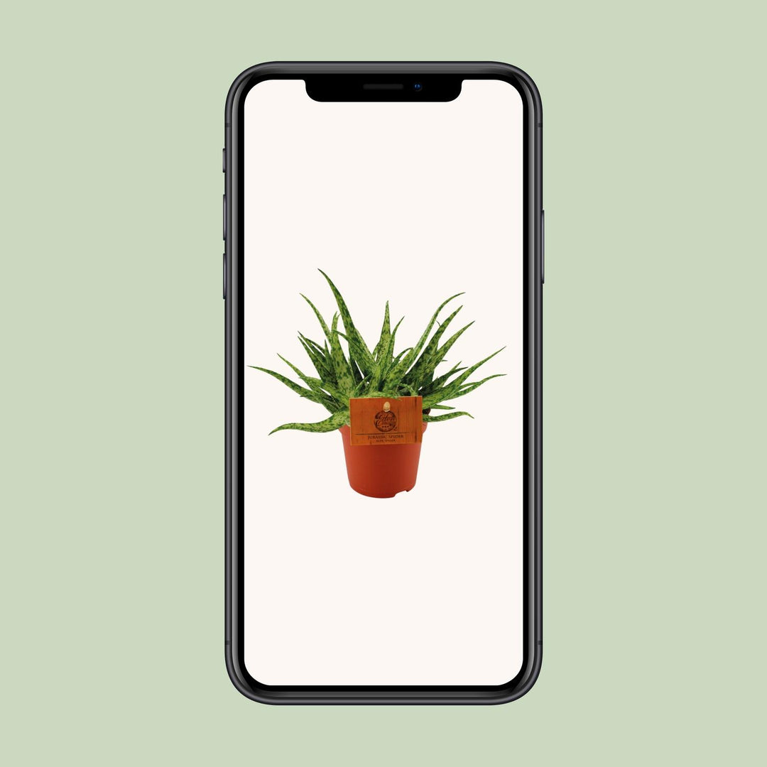 Aloe 'Spider' - Ø10,5cm - ↕15cm