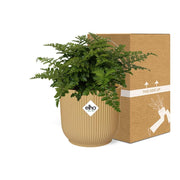 Asplenium parvati in ELHO Vibes Fold Pot, Yellow, Ø14cm - ↕15cm