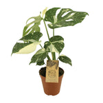 Load image into Gallery viewer, Monstera deliciosa 'Thai Constellation' - Ø15cm - ↕50cm