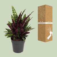 Calathea lancifolia (Pianta del Sonaglio) – Ø27cm – ↕70cm