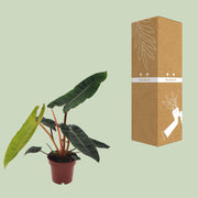 Philodendron billietiae - Ø12cm - ↕25cm