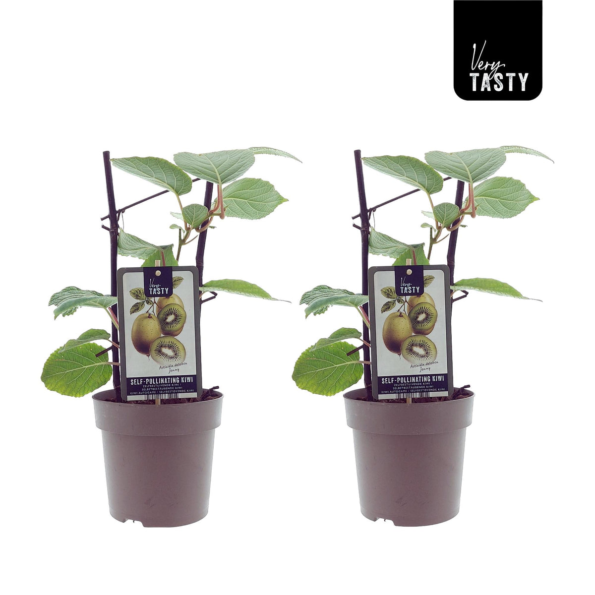 Actinidia deliciosa 'Jenny' (Kiwi) - 2 piante - Ø15cm - ↕40cm