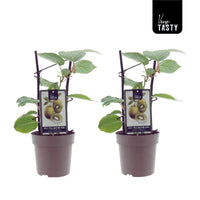 Actinidia deliciosa 'Jenny' (Kiwi) - 2 piante - Ø15cm - ↕40cm