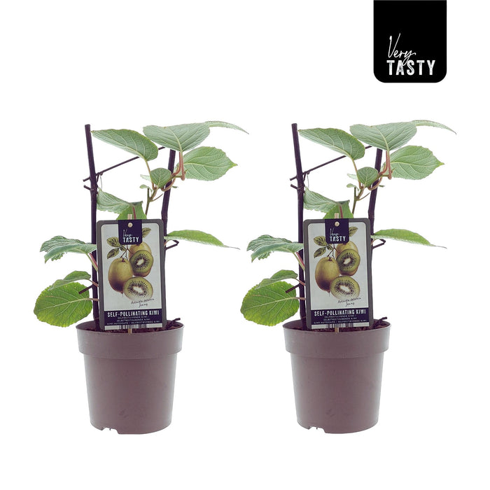 Actinidia deliciosa 'Jenny' (Kiwi) - 2 plants - Ø15cm - ↕40cm