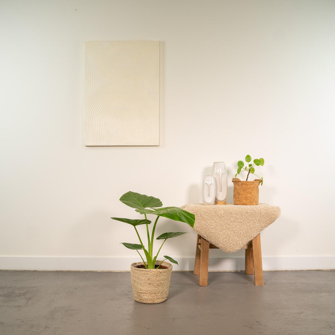 Alocasia macrorrhiza in Basket Selin - Ø19cm - ↕70cm