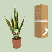 Sansevieria trifasciata 'Laurentii' (Mother-in-law’s Tongue) - Ø17cm - ↕60cm