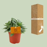 Load image into Gallery viewer, Senecio cephalophorus - Ø10,5cm - ↕15cm