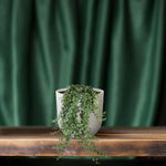 Load image into Gallery viewer, Hedera helix 'Pitsburg' - Ø24cm - ↕70cm