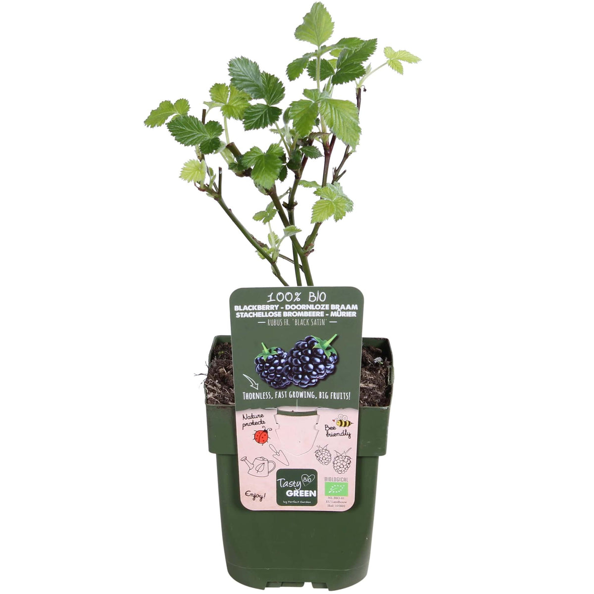 Rubus fruticosus 'Black Satin' (Rovo di more) - Ø13cm - ↕45cm