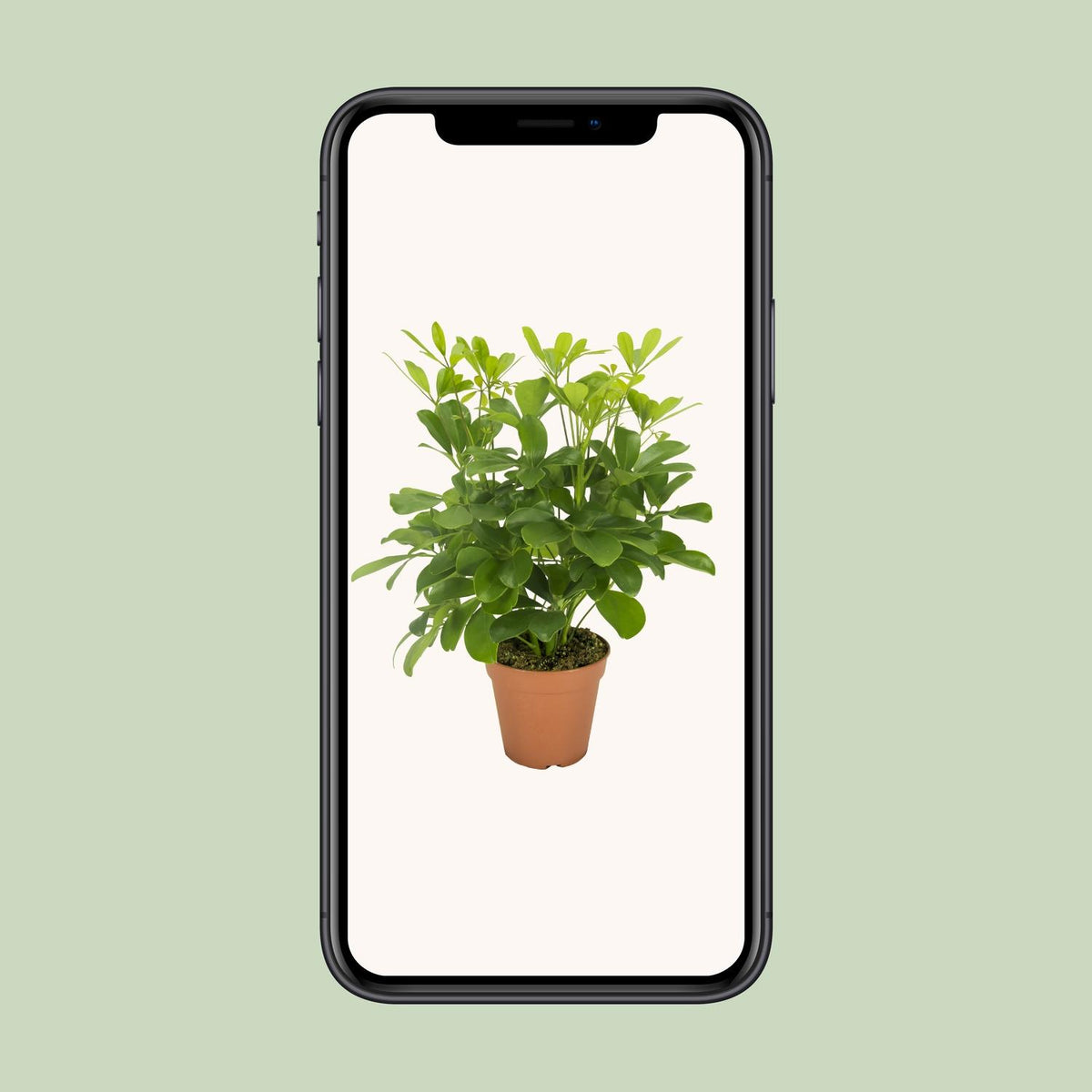 Schefflera compacta ‘Nora’ - Ø13cm - ↕35cm