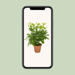 Load image into Gallery viewer, Schefflera compacta ‘Nora’ - Ø13cm - ↕35cm