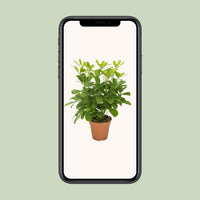 Schefflera compacta ‘Nora’ - Ø13cm - ↕35cm