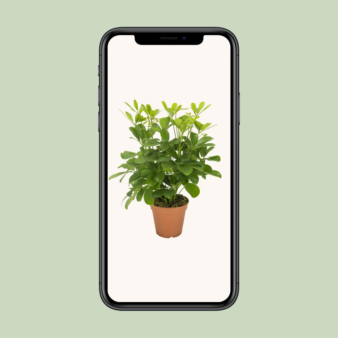 Schefflera compacta ‘Nora’ - Ø13cm - ↕35cm