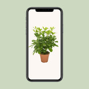 Schefflera compacta ‘Nora’ - Ø13cm - ↕35cm