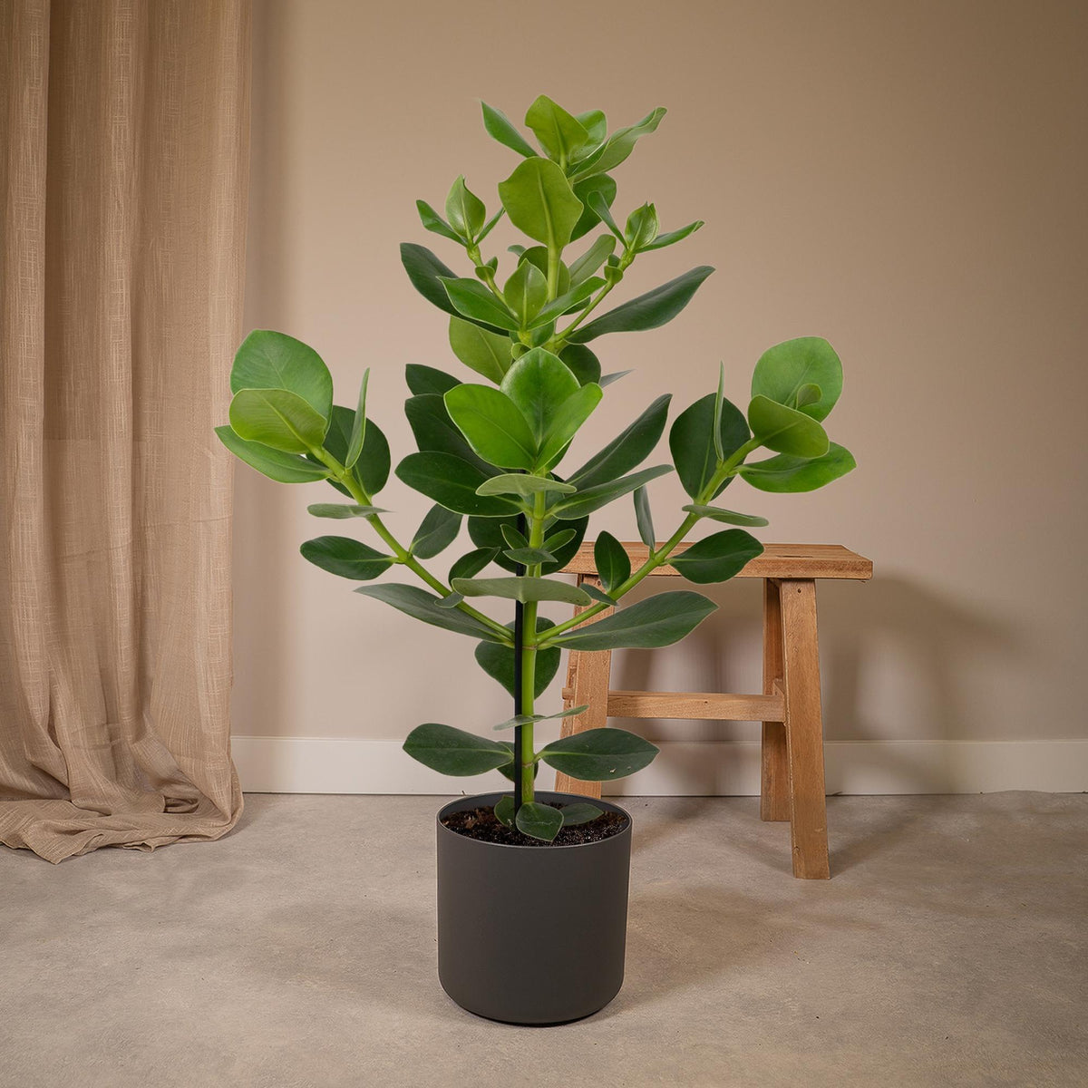 Clusia rosea 'Princess' - Ø17cm - ↕60cm