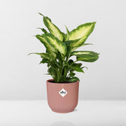 Dieffenbachia seguine ‘Camilla’ – ELHO Vibes Fold, Pink – Ø14cm - ↕30-40cm