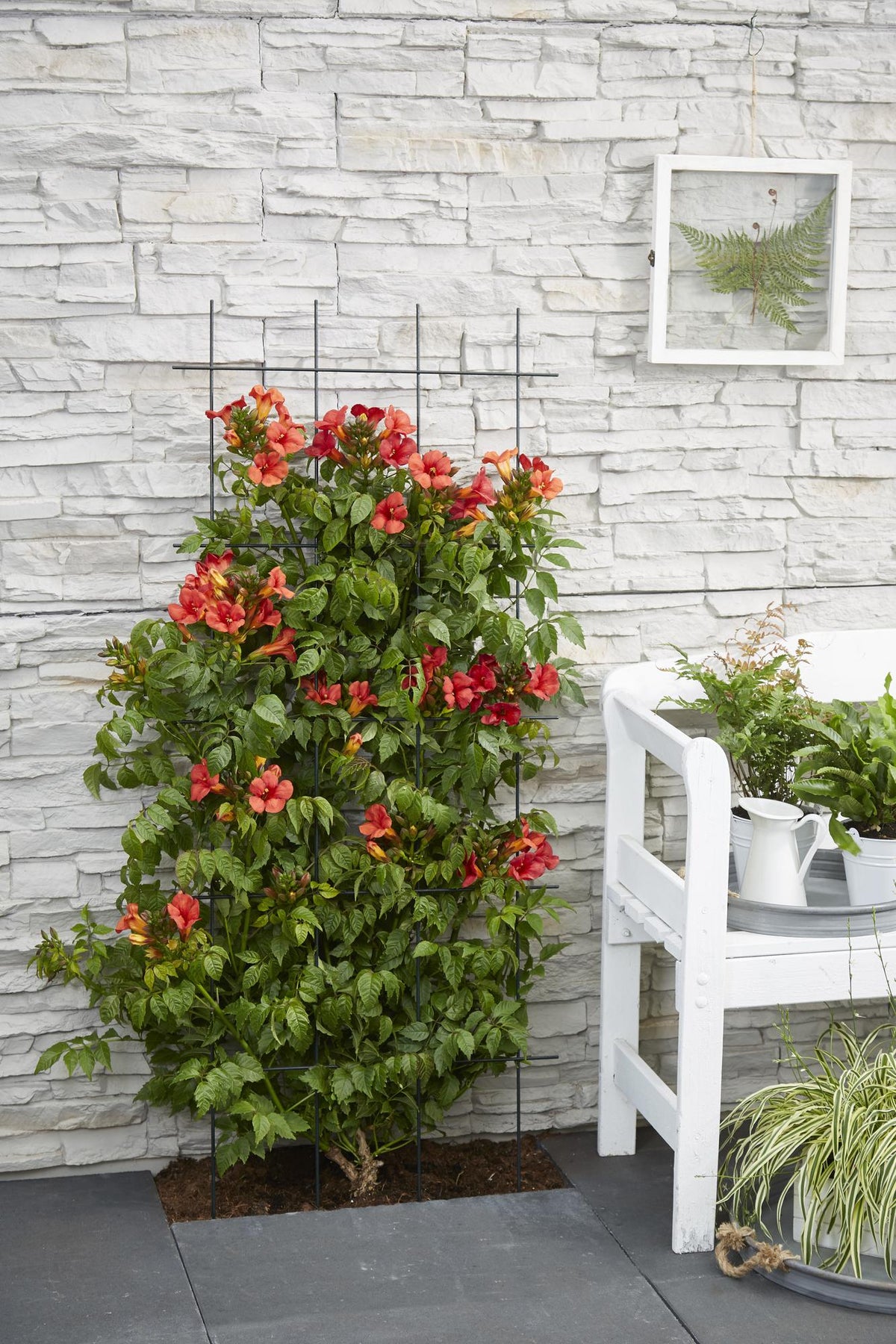 Campsis Summer Jazz 'Fire Trumpet' - 2 piante - Ø15 - ↨65cm
