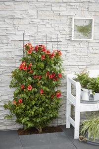 Campsis Summer Jazz 'Fire Trumpet' - 2 piante - Ø15 - ↨65cm