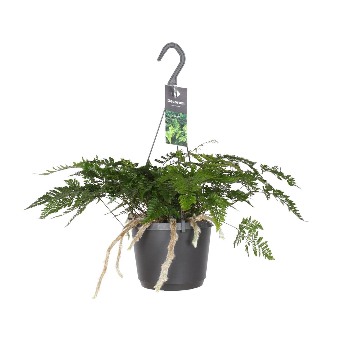 Humata tyermannii - Ø17cm - ↕25cm