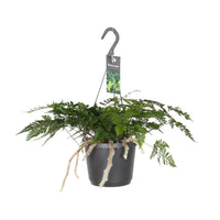 Humata tyermannii - Ø17cm - ↕25cm