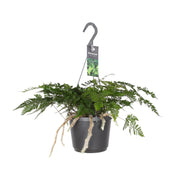 Humata tyermannii - Ø17cm - ↕25cm