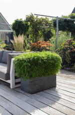 Load image into Gallery viewer, Fargesia &#39;Moontears&#39; Boobux - Ø29cm - ↕70cm
