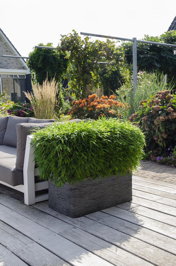 Fargesia 'Moontears' Boobux - Ø29cm - ↕70cm