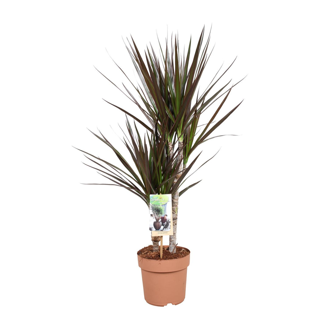 Dracaena marginata 'Magenta' - Ø17cm - ↕80cm