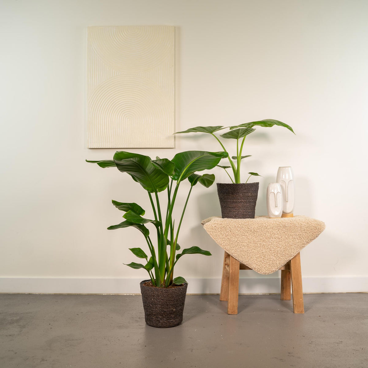 Duo Tropicale - Strelitzia Nicolai - Ø19cm - ↕85cm + Alocasia Macrorrhiza - Ø19cm - ↕70cm