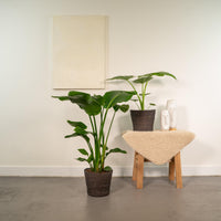 Duo Tropicale - Strelitzia Nicolai - Ø19cm - ↕85cm + Alocasia Macrorrhiza - Ø19cm - ↕70cm