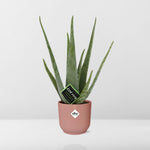 Load image into Gallery viewer, Aloe vera in ELHO Vibes Fold pot, Pink, Ø14cm ↕45cm